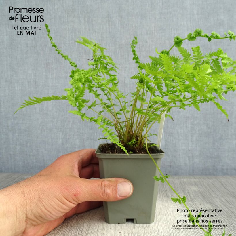 Athyrium filix-femina Frizelliae - Lady Fern 8/9 cm pot sample as delivered in spring