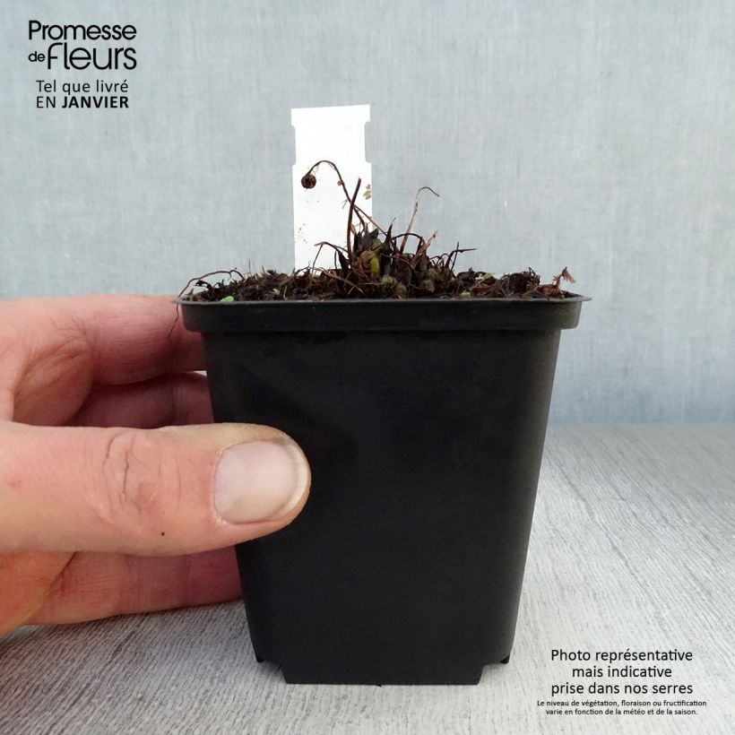 Athyrium filix-femina Rotstiel - Lady Fern 8/9 cm pot sample as delivered in winter