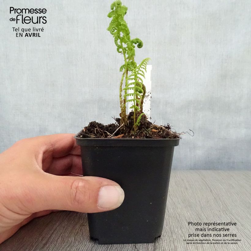 Athyrium filix-femina Rotstiel - Lady Fern 8/9 cm pot sample as delivered in spring