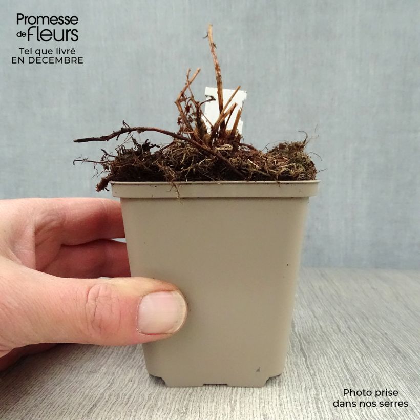 Athyrium filix-femina Victoriae - Lady Fern 8/9 cm pot sample as delivered in winter