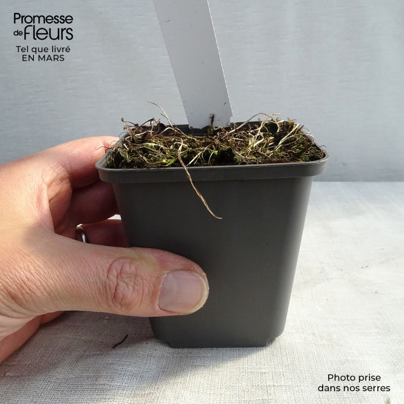 Athyrium niponicum Burgundy Lace - Painted Fern 8/9 cm pot sample as delivered in spring