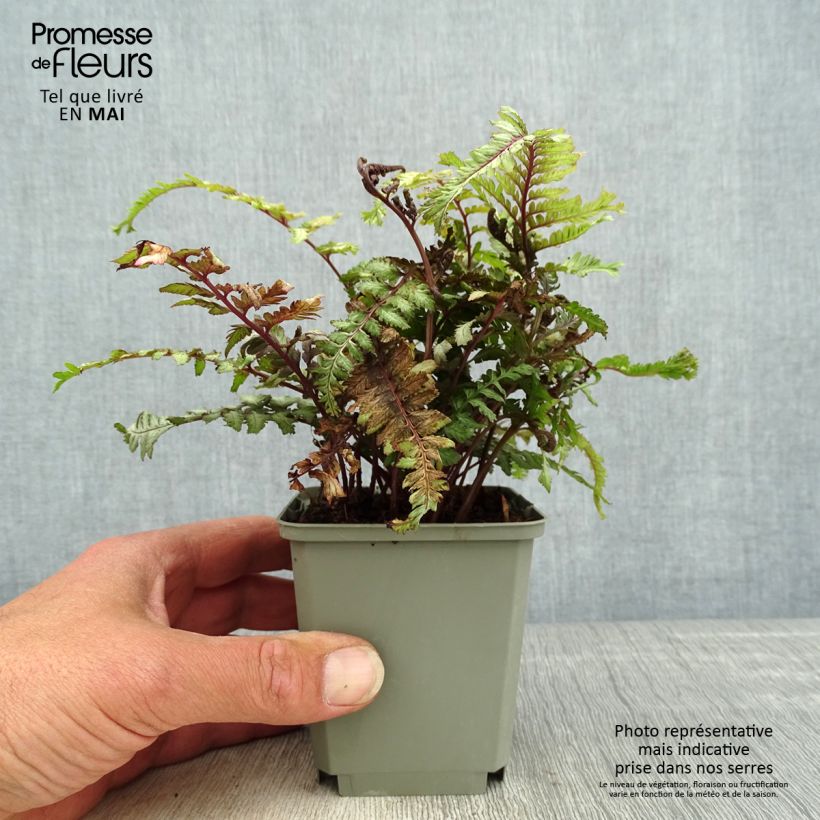 Athyrium niponicum Crested Surf - Painted Fern 8/9 cm pot sample as delivered in spring