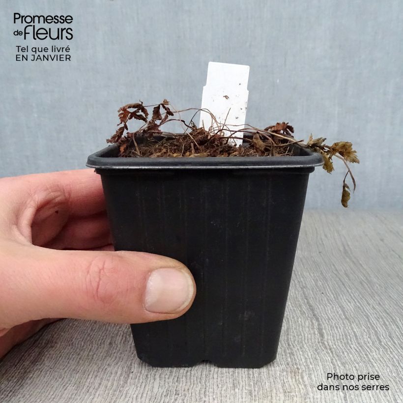 Athyrium niponicum var. pictum - Painted Fern 8/9 cm pot sample as delivered in winter