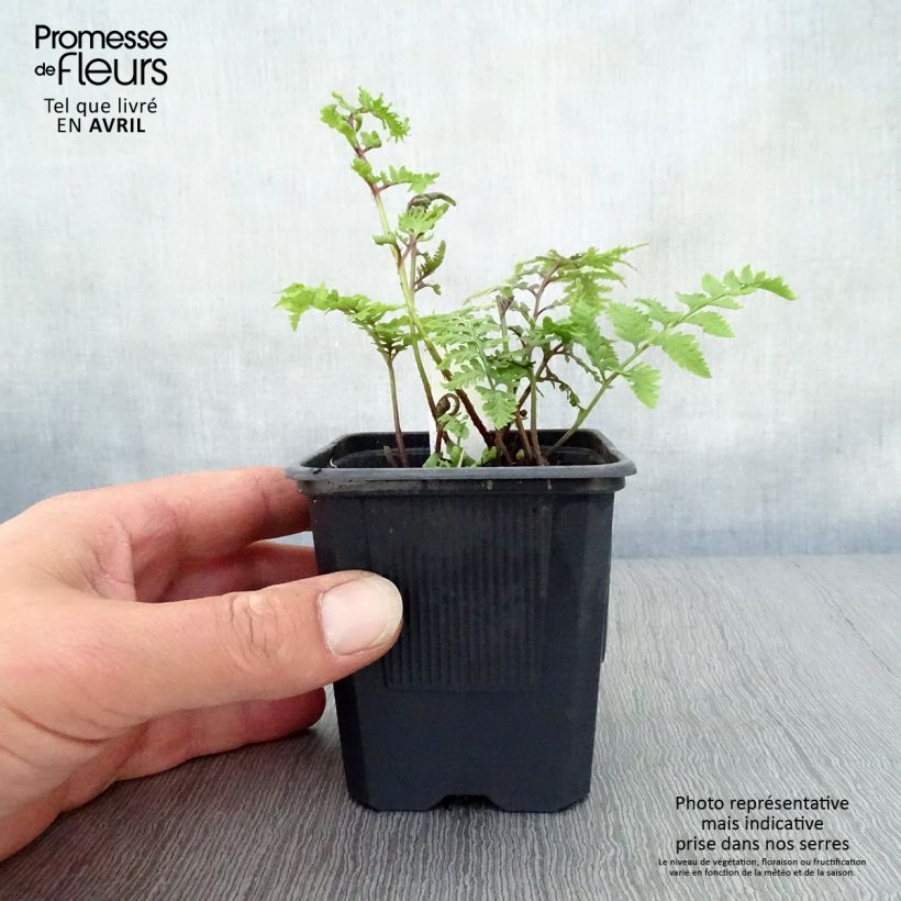 Athyrium niponicum var. pictum - Painted Fern 8/9 cm pot sample as delivered in spring