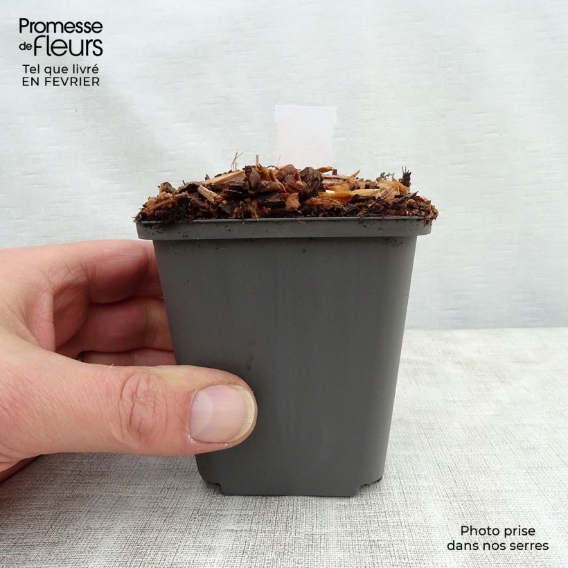 Athyrium niponicum Ursulas Red - Painted Fern 8/9 cm pot sample as delivered in winter