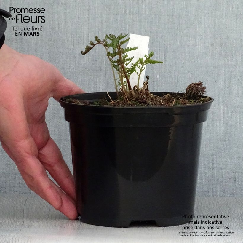 Athyrium niponicum var. pictum Metallicum - Painted Fern 2L/3L pot sample as delivered in spring