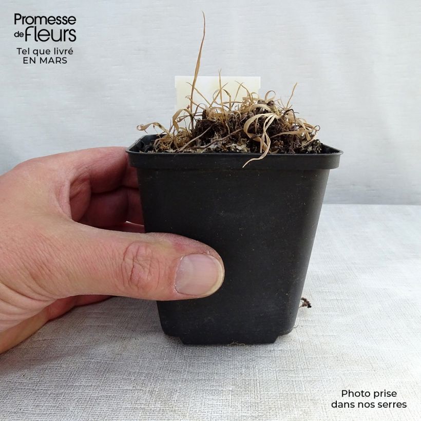 Athyrium otophorum var. okanum - Eared Lady Fern 2L/3L pot sample as delivered in spring