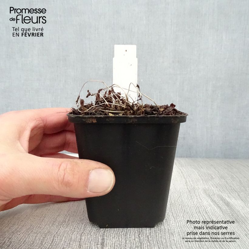 Athyrium vidalii - Lady Fern 8/9 cm pot sample as delivered in winter