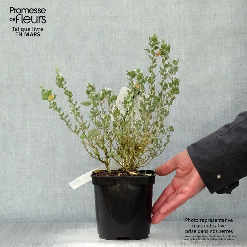 Atriplex halimus 1.5L/2L pot sample as delivered in spring