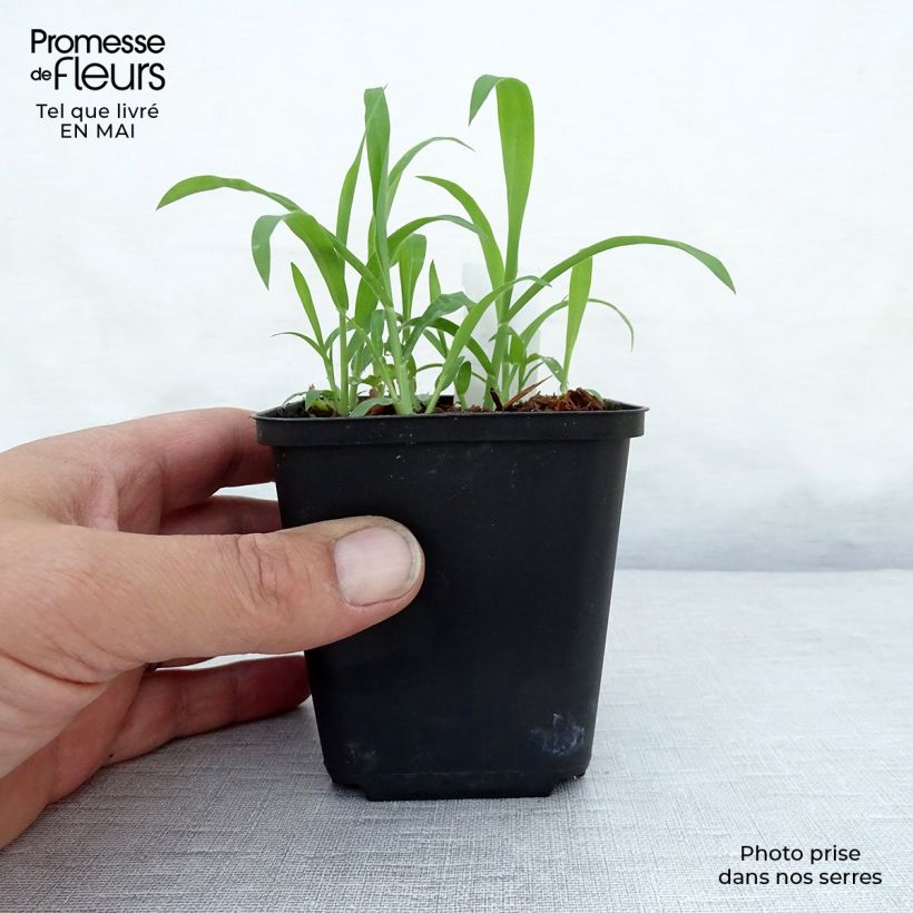 Arthropodium candidum Little Lilia 8/9 cm pot sample as delivered in spring