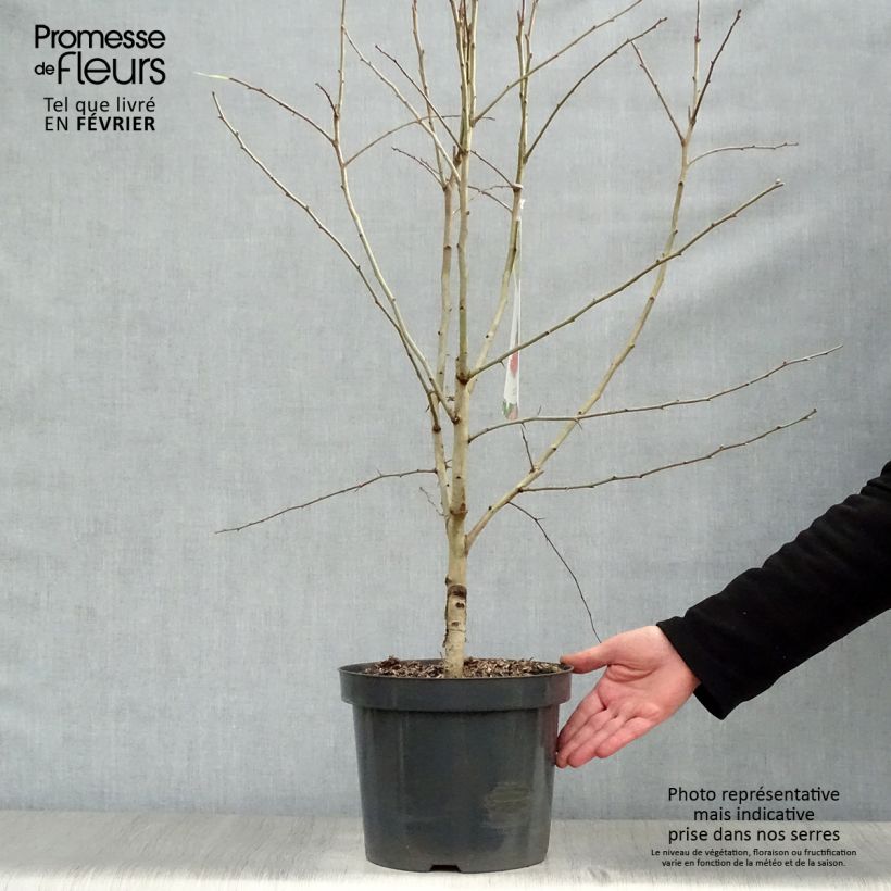 Crataegus laevigata Pauls Scarlet - Hawthorn 7.5L/10L pot sample as delivered in winter