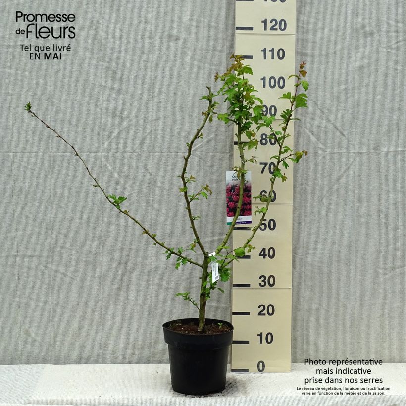 Crataegus laevigata Pauls Scarlet - Hawthorn 7.5L/10L pot sample as delivered in spring