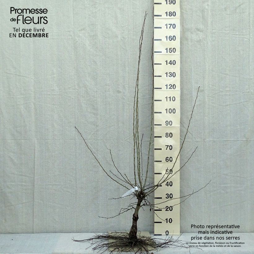 Crataegus laevigata Pauls Scarlet - Hawthorn Bare root sample as delivered in winter