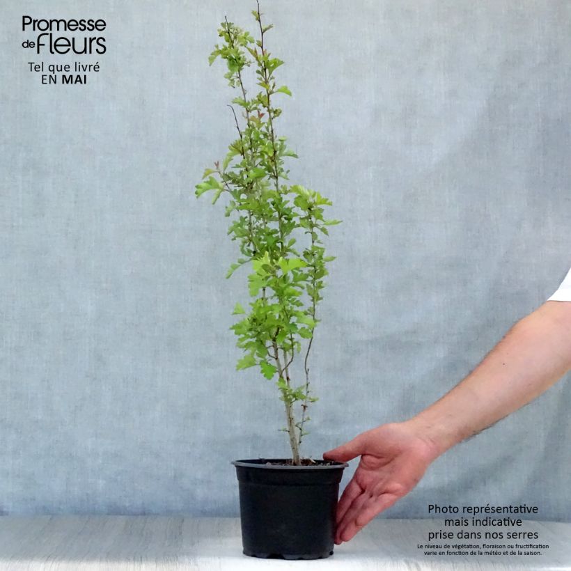 Crataegus monogyna - Hawthorn 2L/3L pot sample as delivered in spring