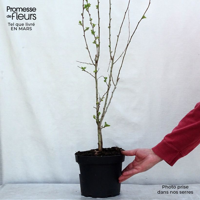 Crataegus monogyna - Hawthorn 4L/5L pot sample as delivered in winter