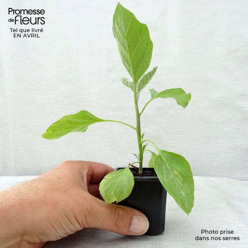 Aubergine Bonica F1 Seedlings 7/8 cm pot sample as delivered in spring