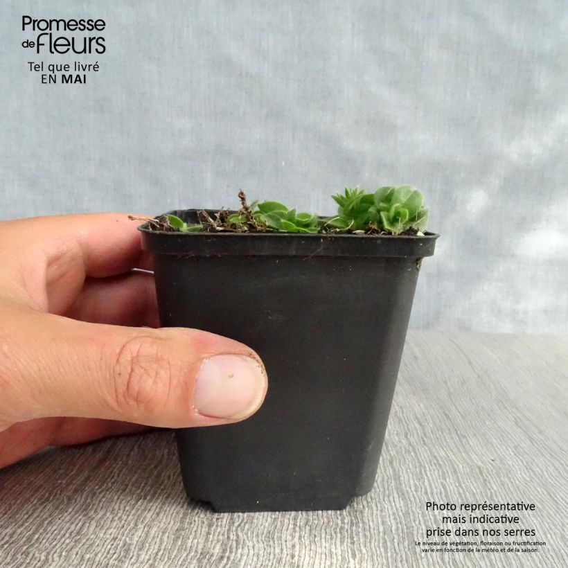 Aubrieta Bressingham Red 8/9 cm pot sample as delivered in spring