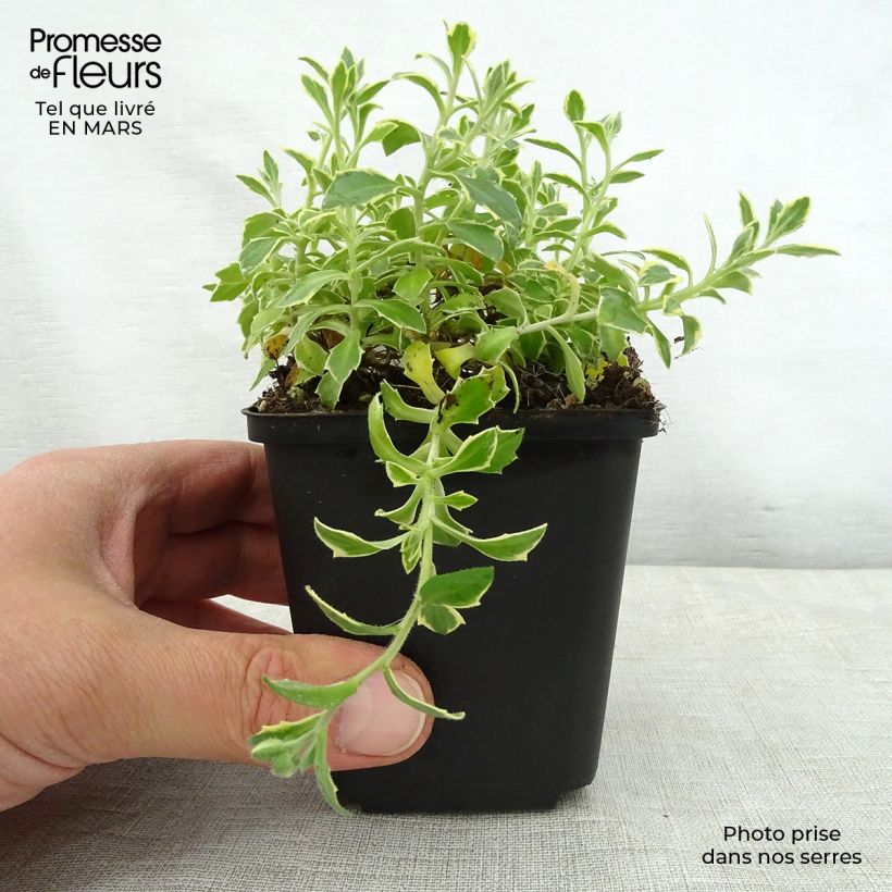 Aubrieta Dr Mules Variegated 8/9 cm pot sample as delivered in spring