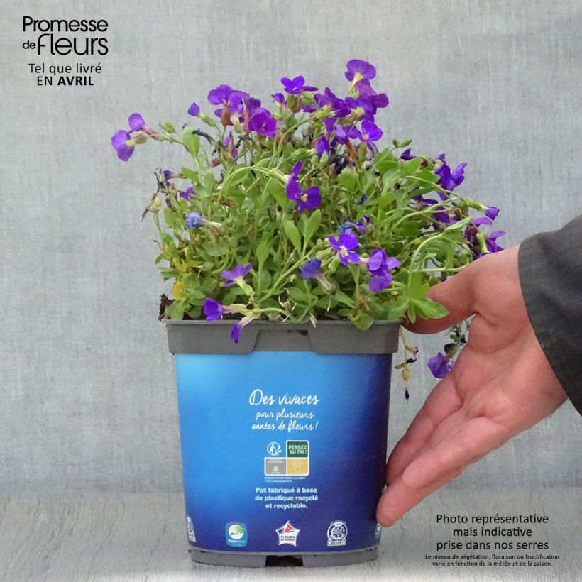 Aubrieta gracilis Kitte Blue 2L/3L pot sample as delivered in spring