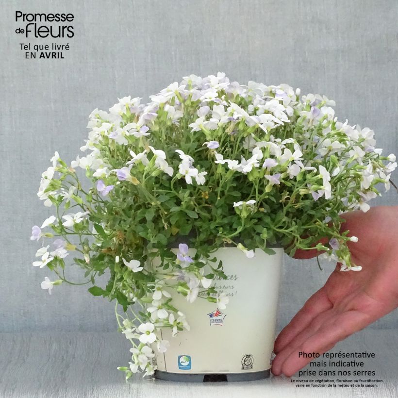 Aubrieta gracilis Kitte White 2L/3L pot sample as delivered in spring