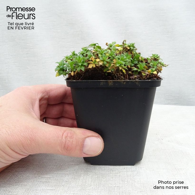 Aubrieta Fiona 8/9 cm pot sample as delivered in winter
