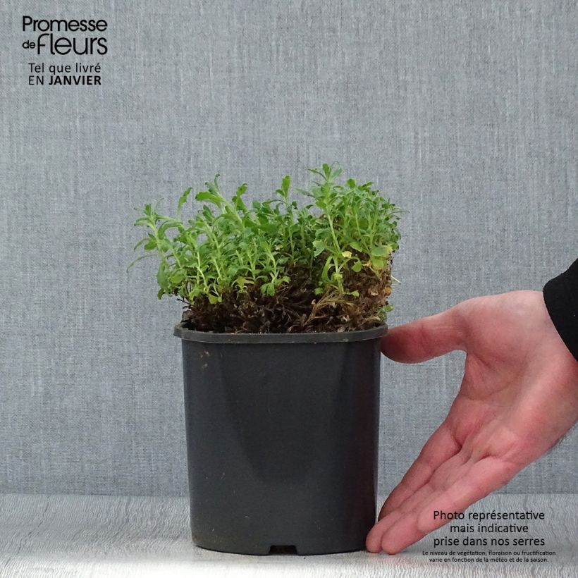 Aubrieta Cascade Blue 2L/3L pot sample as delivered in winter