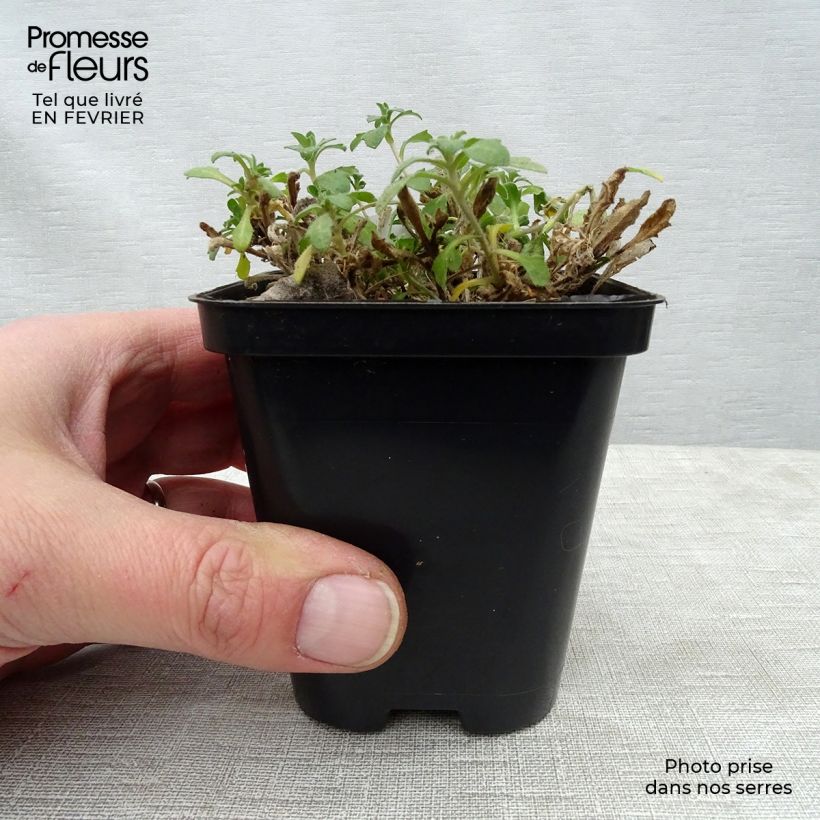 Aubrieta Hamburger Stadtpark 8/9 cm pot sample as delivered in winter