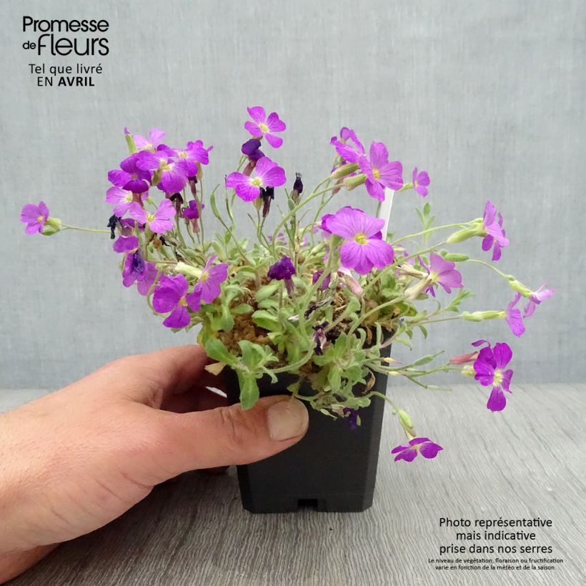 Aubrieta Red Cascade 8/9 cm pot sample as delivered in spring