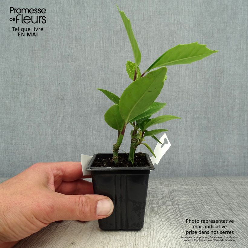 Aucuba japonica Crotonifolia- Spotted Laurel 8/9 cm pot sample as delivered in spring