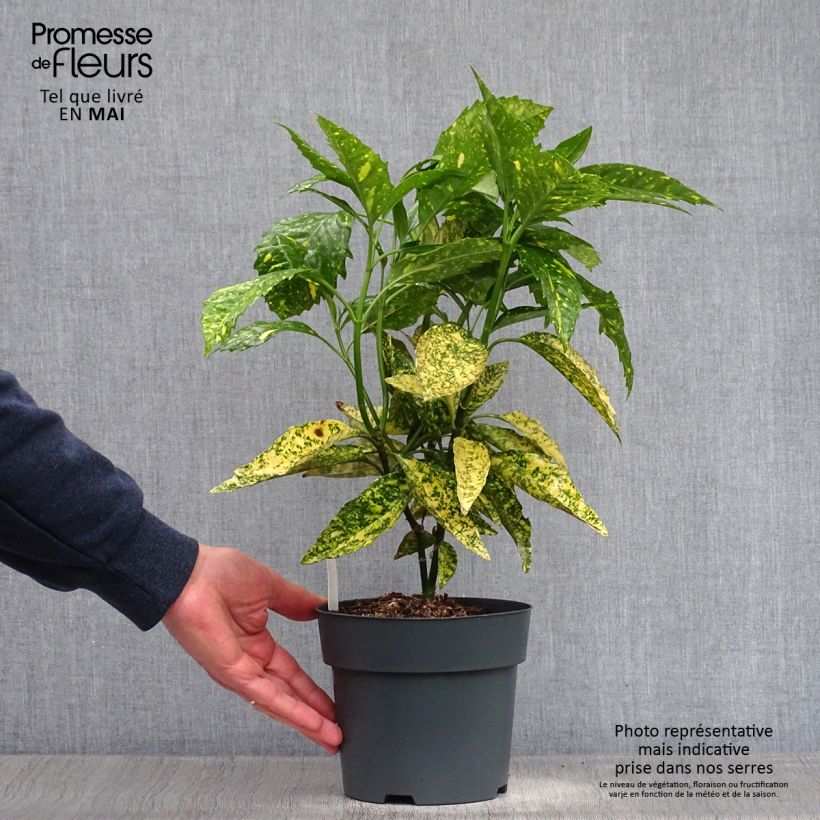 Aucuba japonica Golden King- Spotted Laurel 2L/3L pot sample as delivered in spring