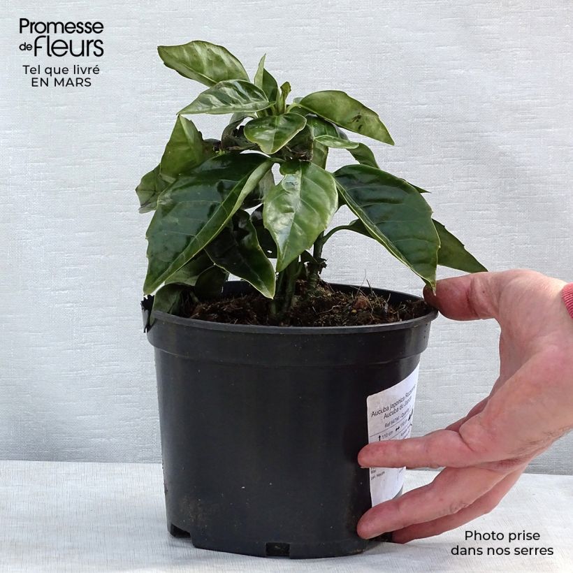 Aucuba Japonica Rozannie- Spotted Laurel 2L/3L pot sample as delivered in winter
