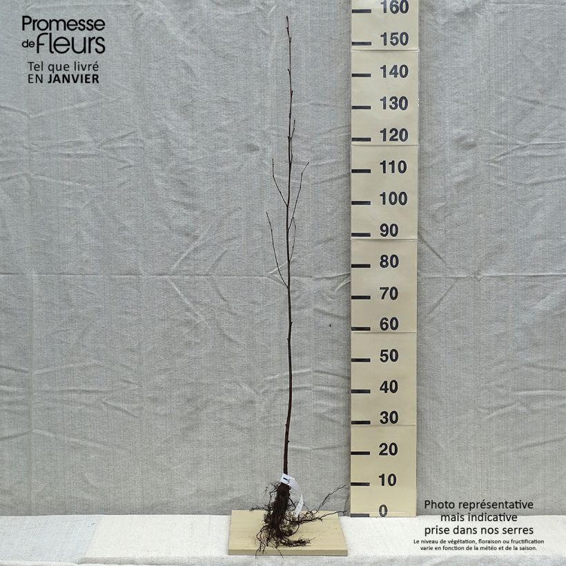 Alnus incana Bare root sample as delivered in winter