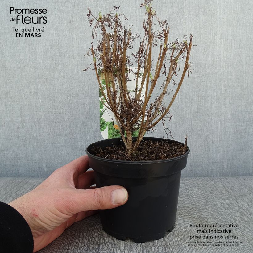 Artemisia abrotanum 1.5L/2L pot sample as delivered in winter