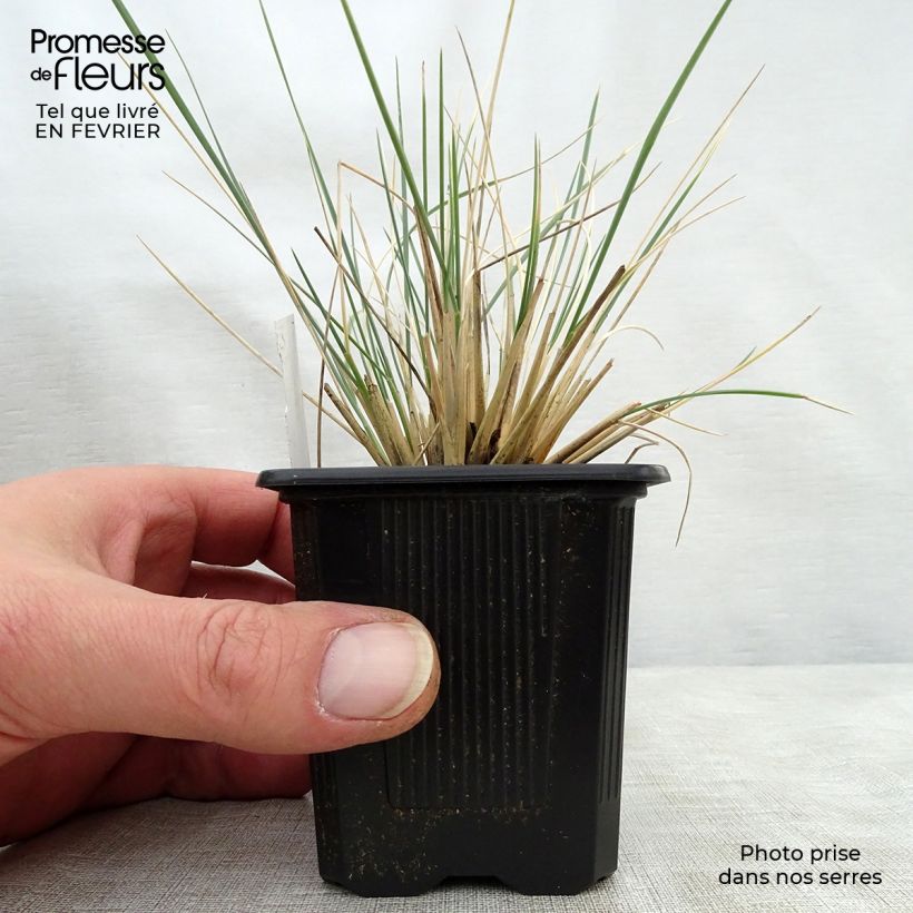 Helictotrichon sempervirens Pendula - Blue oat grass 8/9 cm pot sample as delivered in winter