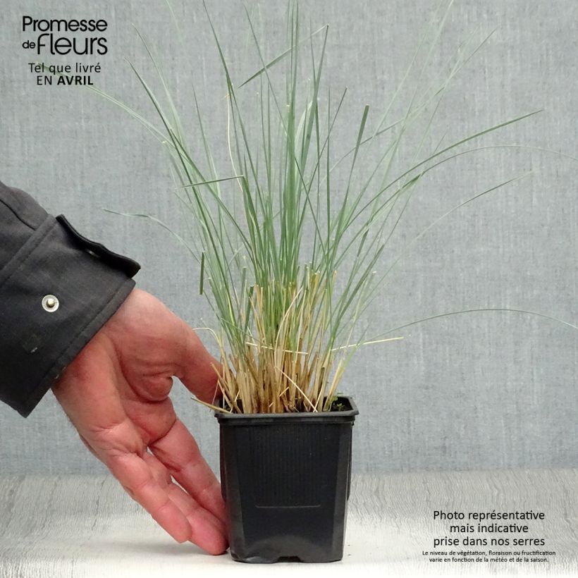 Helictotrichon sempervirens Pendula - Blue oat grass 8/9 cm pot sample as delivered in spring