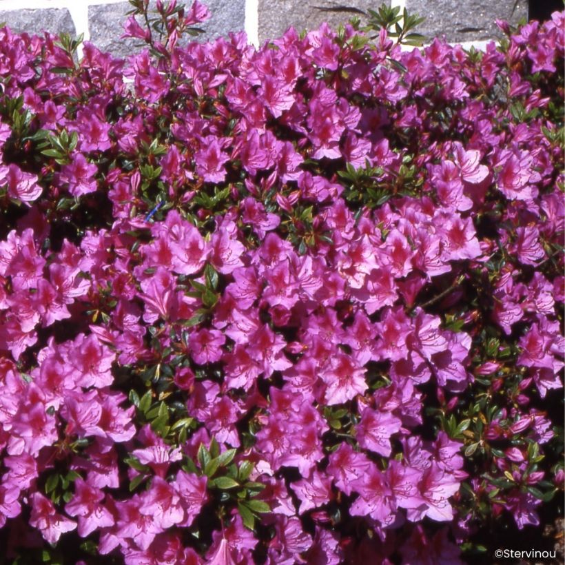 Rhododendron Beethoven (Plant habit)