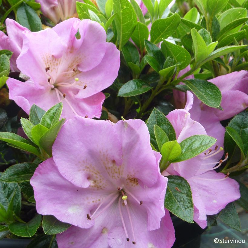 Azalea japonica Blue Moon (Flowering)