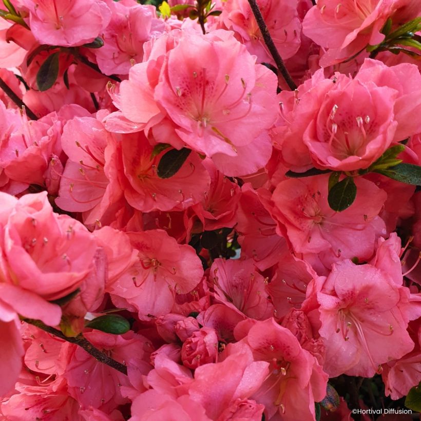 Azalea japonica Flash Dance® Salmon - Japanese azalea (Flowering)