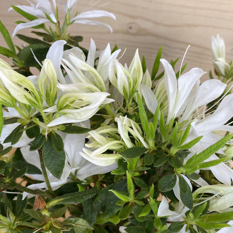 Rhododendron macrosepalum Koromo- shikibu White - Large-sepaled Rhododendron, Large-sepaled Azalea - Azalée japonaise Koromo-shikibu White, Azalée persistante Koromo-shikibu White (Foliage)