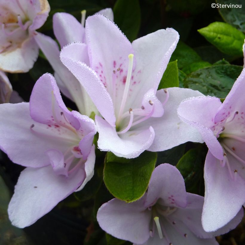 Japanese azalea Rêve de Lilas (Flowering)