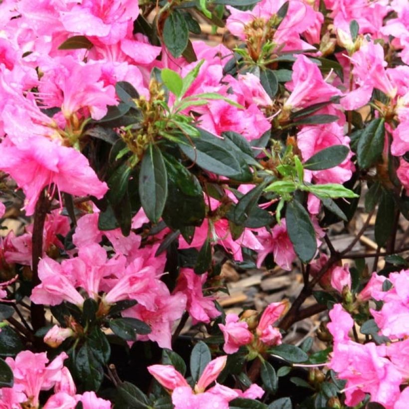 Azalea japonica ENCORE Carnival Conlet (Foliage)