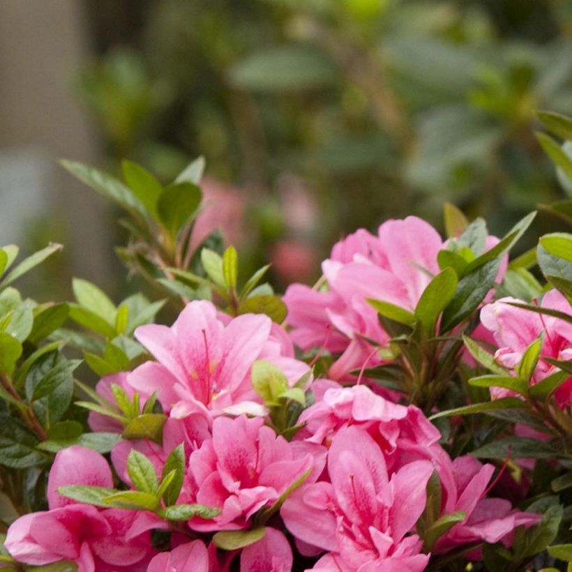Azalea japonica ENCORE Empress Conles (Foliage)