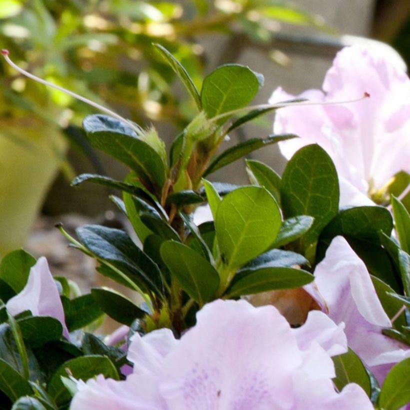 Azalea japonica ENCORE Sweetheart Roblja (Foliage)