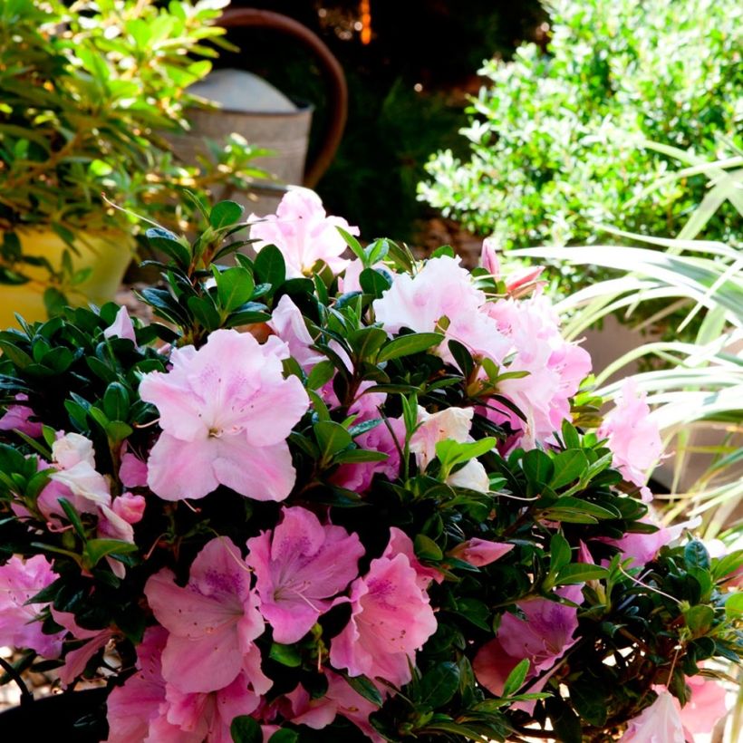 Azalea japonica ENCORE Sweetheart Roblja (Plant habit)