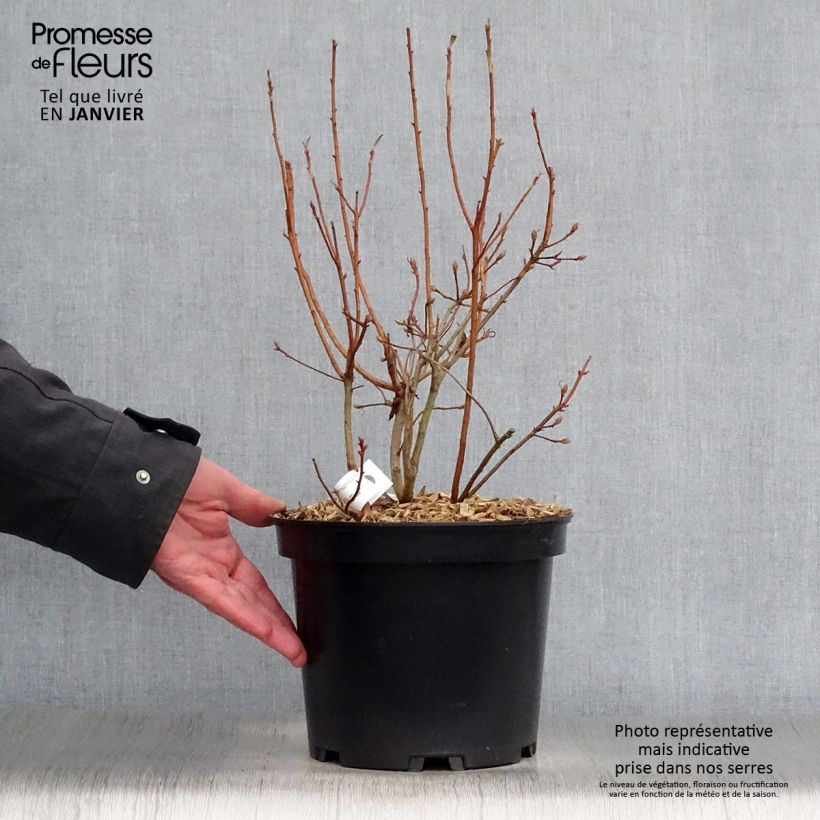 Rhododendron canescens - Mountain Azalea 4L/5L pot sample as delivered in winter