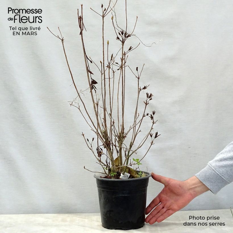 Chinese Azalea Satan 4L/5L pot sample as delivered in spring