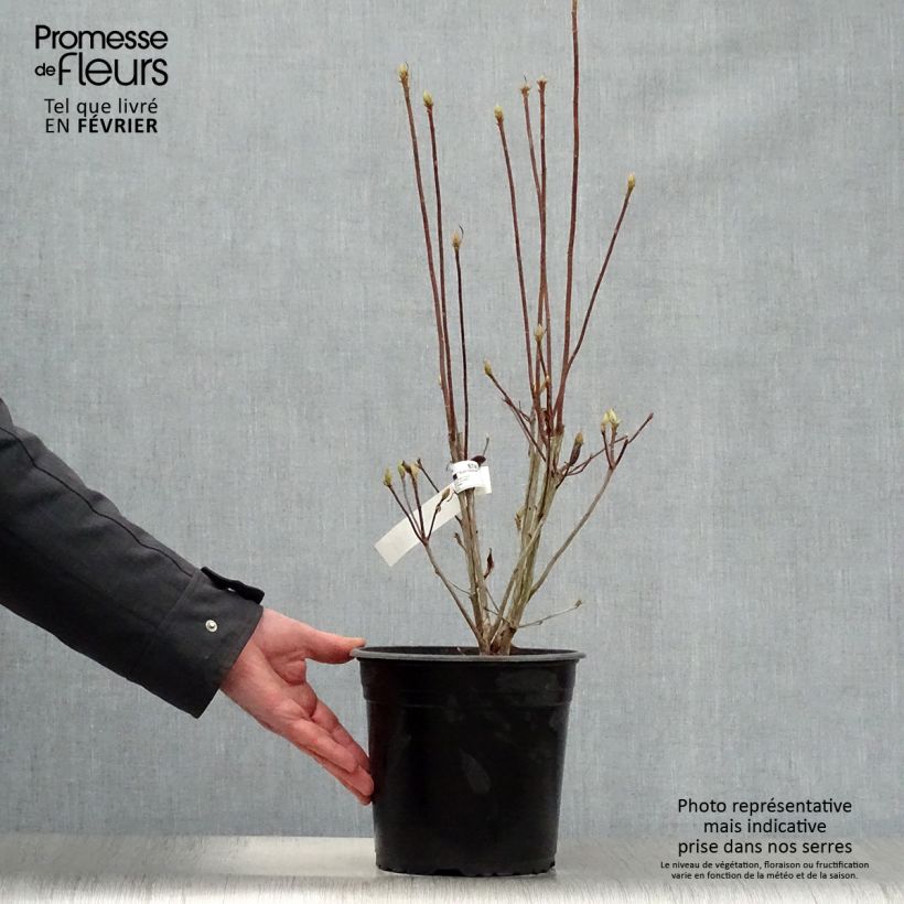 Chinese Azalea Satan 4L/5L pot sample as delivered in winter