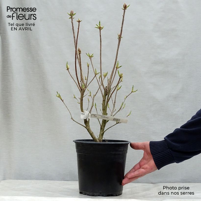 Azalea mollis Glowing Embers 4L/5L pot sample as delivered in spring