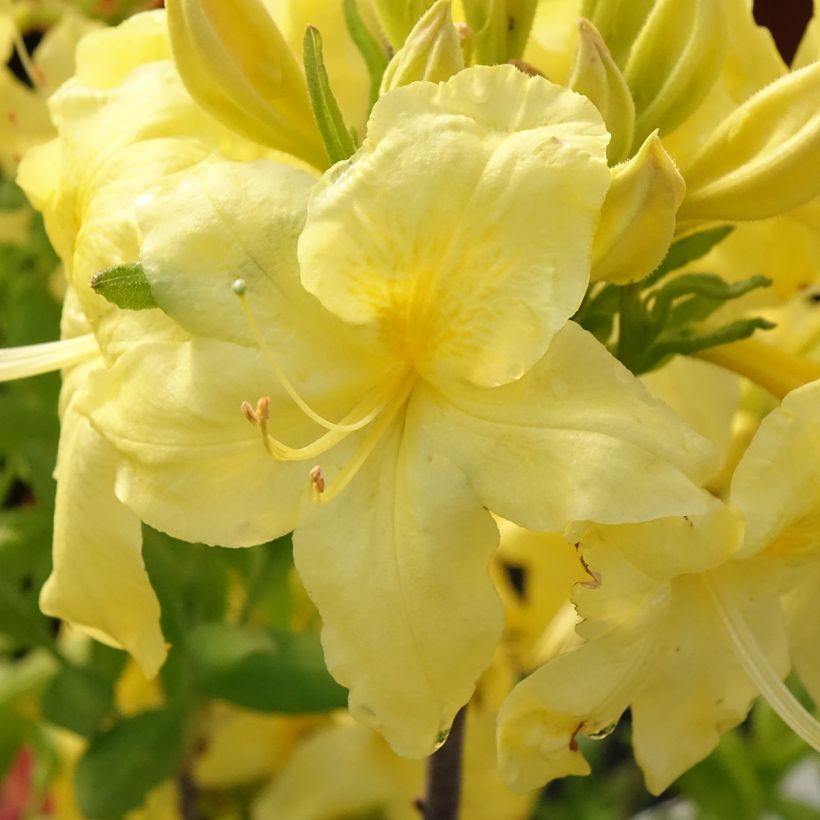 Rhododendron occidentale Anneke - Western Azalea (Flowering)