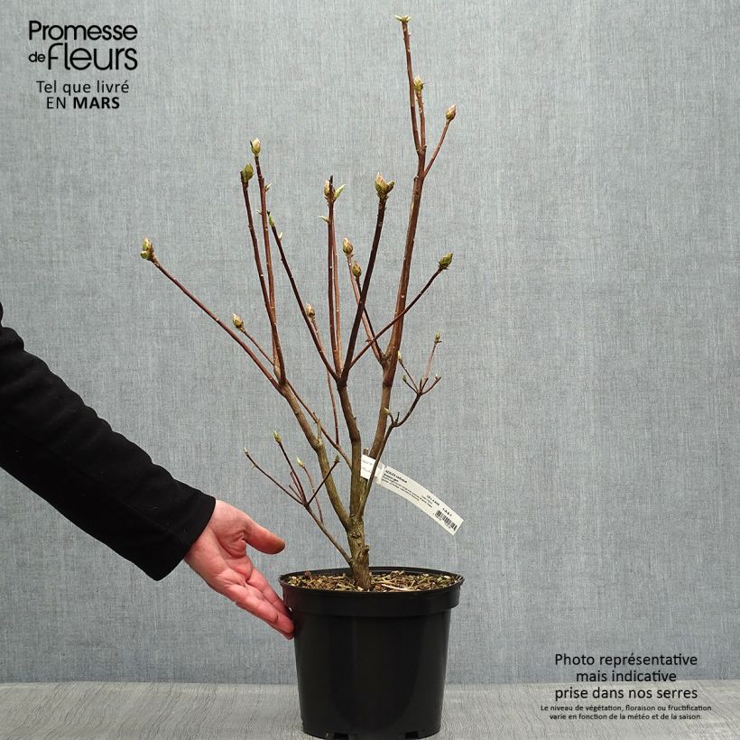 Azalea Knaphill Arneson Gem 4L/5L pot sample as delivered in spring